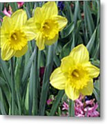 Daffodil 48 Metal Print