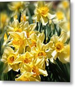 Daffodil Metal Print