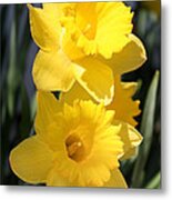 Daffodil Delight Metal Print