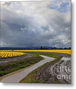 Daffodil Lane Metal Print