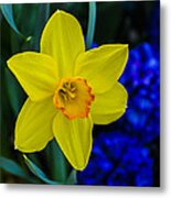 Daffodil Metal Print