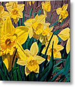 Daffodils Metal Print