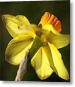 Daffodils Grace Metal Print