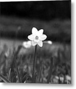 Daffodils - Infrared 02 Metal Print