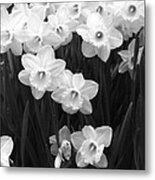 Daffodils - Infrared 09 Metal Print