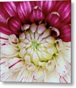 Dahlia Flower With Broken Colour Metal Print