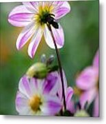 Dahlia Friends Metal Print