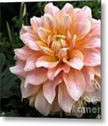 Dahlia Named Seattle Metal Print