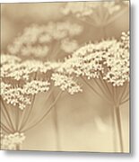 Dainty White Flowers Soft Brown Metal Print