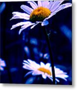 Daisies In The Blue Realm Metal Print
