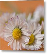 Daisies On Orange Metal Print