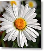 Daisy Metal Print