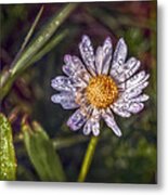 Daisy Metal Print