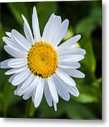 Daisy Metal Print