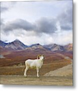 Dalls Sheep Ram Denali National Park Metal Print