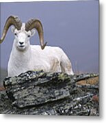 Dalls Sheep Ram Resting On Hillside Metal Print