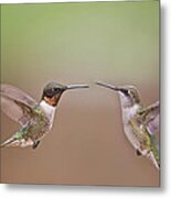 Dance Of The Hummingbirds Metal Print