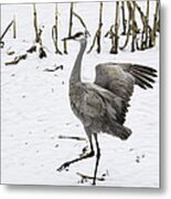 Dancing Sandhill Crane Metal Print