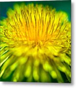 Dandelion Bloom Metal Print