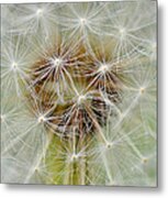 Dandelion Matrix Metal Print