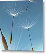 Dandelion Seeds Flying In The Blue Sky Metal Print