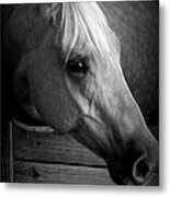 Dapple Gray Bw Metal Print