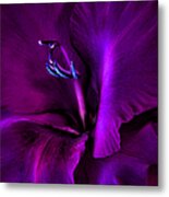 Dark Knight Purple Gladiola Flower Metal Print