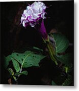 Datura Metal Print