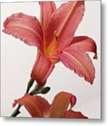 Day Lily Flowers Metal Print