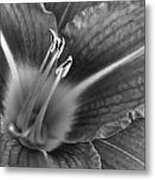 Day Lily In Black And White Metal Print