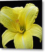 Day Lily Pla 134 Metal Print