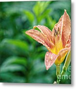Daylily Flower In The Garden Metal Print