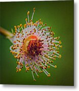 Death Of A Flower Metal Print