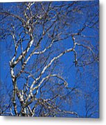Deep Blue Sky And Birch Tree  1 Metal Print