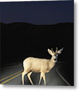 Deer Crossing Road Caught In Headlights Metal Print