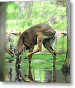 Deer Drinking Water And Scratching Head Metal Print