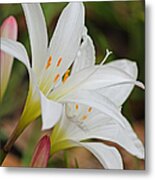 Delicate And Delightful - Atamasco Lilies Metal Print
