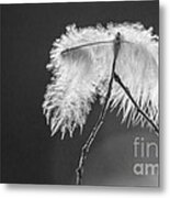 Delicate Feather Metal Print