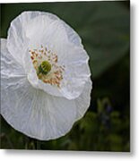 Delicate Poppy Metal Print