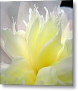 Delicate Side Yard  Peony Metal Print