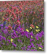 Dense Texas Wildflowers Metal Print