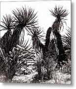 Desert Cactus Metal Print