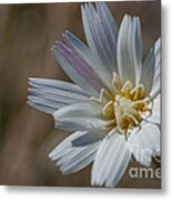 Desert Chicory 2 Metal Print