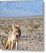 Desert Coyote Metal Print