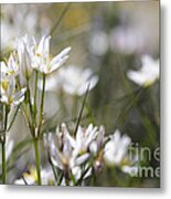 Desert Onion Wildflowers Ii Metal Print