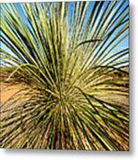 Desert Peacock Metal Print