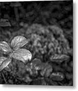 Details On The Ground Metal Print