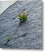 Determination Metal Print