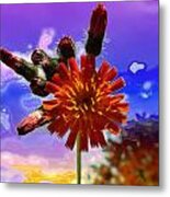 Devil's Paintbrush Metal Print