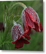 Dew Covered Pasque Flower Metal Print